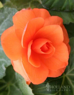 Menu Apricot Roseform Begonia