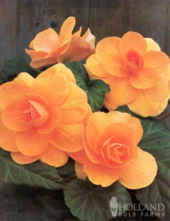 Menu Apricot Roseform Begonia -Gardening Series Store 71111 apricot roseform begonia 3 1