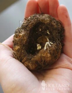 Menu Apricot Roseform Begonia -Gardening Series Store 71111 apricot roseform begonia 4 1