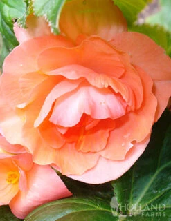 Menu Bridgets Apricot Shade Trio -Gardening Series Store 71111 apricot roseform begonia 5