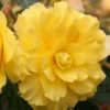 Menu Yellow Hanging Basket Begonias -Gardening Series Store 71117 yellow hanging basket begonias