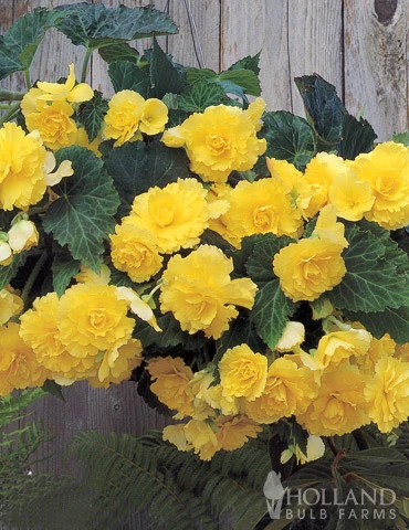 Menu Yellow Hanging Basket Begonias 4 Menu Yellow Hanging Basket Begonias - Image 2