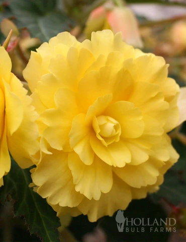 Menu Yellow Hanging Basket Begonias 3 Menu Yellow Hanging Basket Begonias