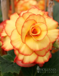 Menu Dreamy Creamy Orange Begonias Collection -Gardening Series Store 71119 apricot and scarlet sunburst picotee begonia