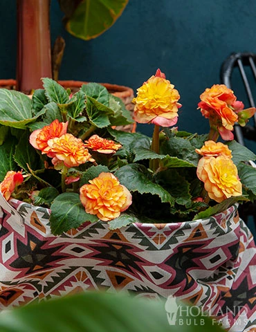 Menu Picotee Begonia Collection 9 Menu Picotee Begonia Collection - Image 7