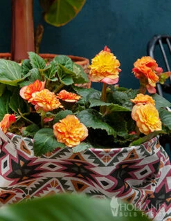 Menu Dreamy Creamy Orange Begonias Collection -Gardening Series Store 71119 apricot scarlet picotee begonia 2