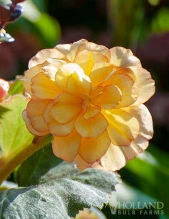 Menu Picotee Begonia Collection 25 Menu Picotee Begonia Collection -Gardening Series Store 71119 apricot scarlet picotee begonia 3