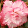 Menu White And Red Picotee Begonia 1 Menu White And Red Picotee Begonia -Gardening Series Store 71120 white and red picotee begonia