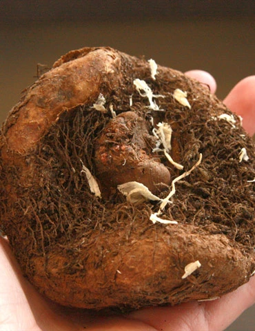 Menu Picotee Begonia Collection 14 Menu Picotee Begonia Collection - Image 12