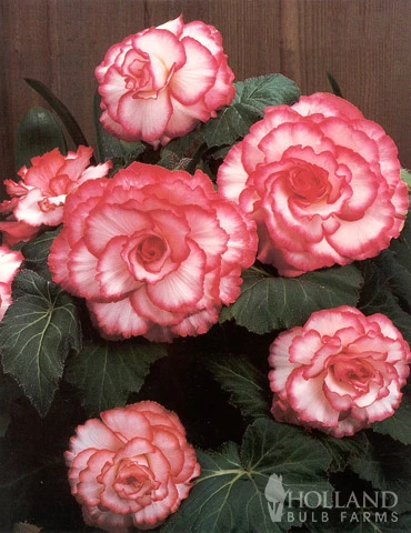 Menu White And Red Picotee Begonia 5 Menu White And Red Picotee Begonia - Image 3