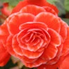 Menu Salmon Lace Picotee Begonia 2 Menu Salmon Lace Picotee Begonia -Gardening Series Store 71121 salmon lace picotee begonia 1