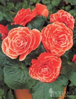 Menu Salmon Lace Picotee Begonia 6 Menu Salmon Lace Picotee Begonia -Gardening Series Store 71121 salmon lace picotee begonia 2 1