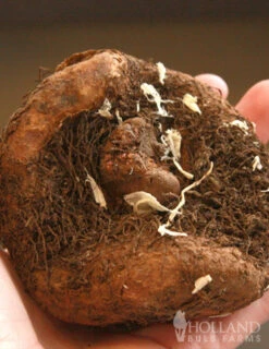 Menu Salmon Lace Picotee Begonia 7 Menu Salmon Lace Picotee Begonia -Gardening Series Store 71121 salmon lace picotee begonia 3