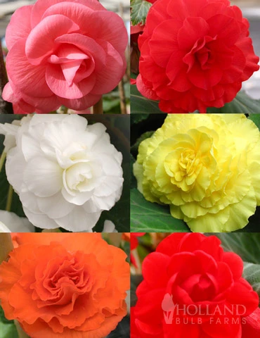 Menu Double Begonia Collection 3 Menu Double Begonia Collection