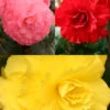 Menu Ruffled Begonia Collection 2 Menu Ruffled Begonia Collection -Gardening Series Store 71125 ruffled begonia collection