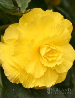 Menu Ruffled Begonia Collection 18 Menu Ruffled Begonia Collection -Gardening Series Store 71125 ruffled begonia collection 4