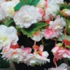 Menu Angelique Begonia -Gardening Series Store 71129 angelique begonia