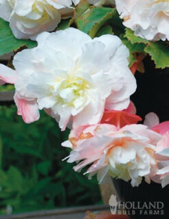Menu Pretty Pink Porch Begonia Collection -Gardening Series Store 71129 angelique begonia 2 1