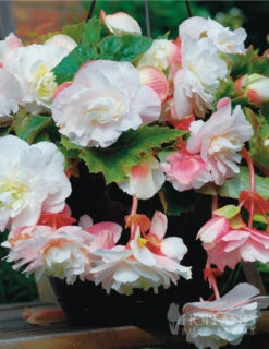Menu Shady Container Garden Collection -Gardening Series Store 71129 angelique begonia 3