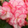 Menu Bouton De Rose Double Begonia -Gardening Series Store 71134