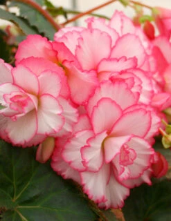 Menu Pretty Pink Porch Begonia Collection -Gardening Series Store 71134 2