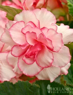 Menu Twilight And Light Shade Garden Collection -Gardening Series Store 71134 bouton de rose double begonia 2 1