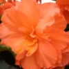 Menu Orange Hanging Basket Begonias