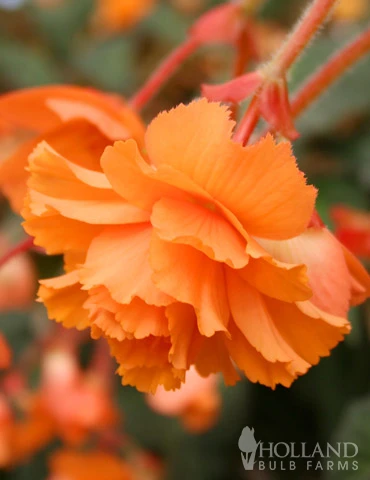 Menu Orange Hanging Basket Begonias 4 Menu Orange Hanging Basket Begonias - Image 2