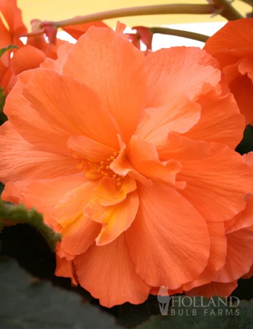 Menu Orange Hanging Basket Begonias 3 Menu Orange Hanging Basket Begonias