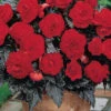 Menu Dark Leaf Red Begonia -Gardening Series Store 71137 dark leaf red begonia