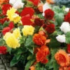 Menu Mixed Double Begonias Value Bag 1 Menu Mixed Double Begonias Value Bag -Gardening Series Store 71138 mixed double begonias