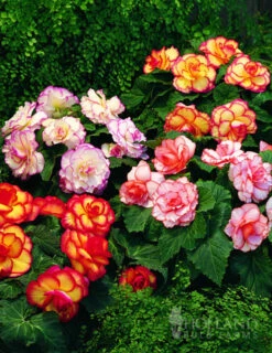 Menu Mixed Picotee Begonias