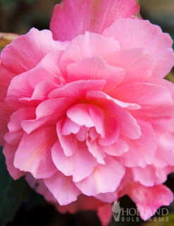 Menu Pretty Pink Porch Begonia Collection -Gardening Series Store 71141 pink hanging basket begonia 1