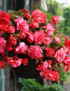 Menu Pretty Pink Porch Begonia Collection -Gardening Series Store 71141 pink hanging basket begonia 2 1