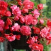 Menu Pink Hanging Basket Begonia 2 Menu Pink Hanging Basket Begonia -Gardening Series Store 71141 pink hanging basket begonia 2