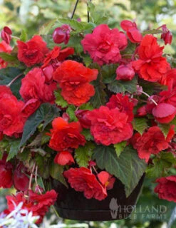 Menu Red Hanging Basket Begonia -Gardening Series Store 71142 red hanging basket begonia 2