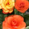 Menu Dreamy Creamy Orange Begonias Collection -Gardening Series Store 71144 dreamy creamy orange begonias