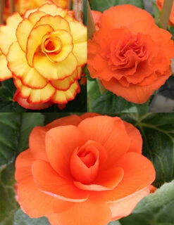 Menu Dreamy Creamy Orange Begonias Collection