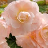Menu Pink Blush Scentiment Begonia 1 Menu Pink Blush Scentiment Begonia -Gardening Series Store 71145