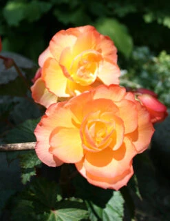 Menu Sunrise Scentiment Begonia -Gardening Series Store 71146 2