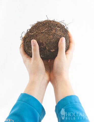 Menu San Francisco Begonia 4 Menu San Francisco Begonia - Image 2