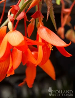 Menu Santa Cruz Begonia -Gardening Series Store 71150 santa cruz begonia 3