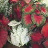 Menu Caladium Mixed (5 Per Bag) 1 Menu Caladium Mixed (5 Per Bag) -Gardening Series Store 72100 caladium mixed
