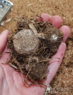 Menu Easy Complete Shade Garden -Gardening Series Store 72100 caladium mixed 2 1