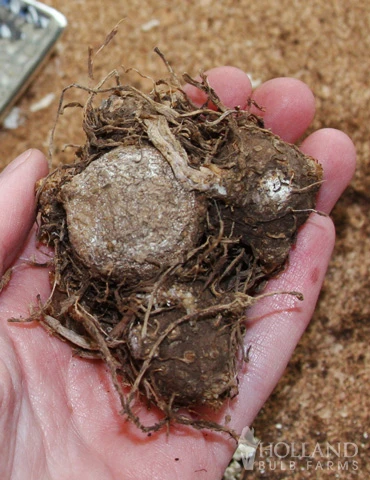 Menu Caladium Mixed (5 Per Bag) 4 Menu Caladium Mixed (5 Per Bag) - Image 2