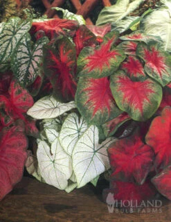 Menu Shady Container Garden Collection -Gardening Series Store 72100 caladium mixed 3