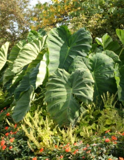 Gardening Series Store -Gardening Series Store 72101 elephant ear 1