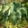 Menu Elephant Ear - Colocasia Esculenta 1 Menu Elephant Ear - Colocasia Esculenta -Gardening Series Store 72101 elephant ear