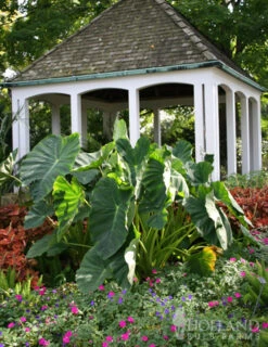 Menu Tropical Dream Garden Collection -Gardening Series Store 72101 elephant ear 2 1