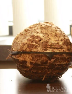 Menu Elephant Ear - Colocasia Esculenta 7 Menu Elephant Ear - Colocasia Esculenta -Gardening Series Store 72101 elephant ear 3